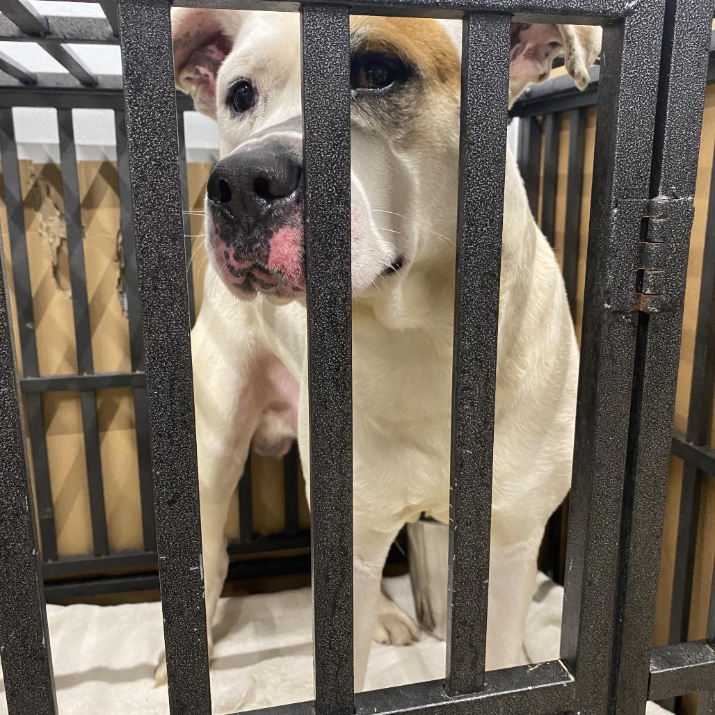 Enlarge Luca, a Adoptable American Staffordshire Terrier in Abilene, TX image 2/3