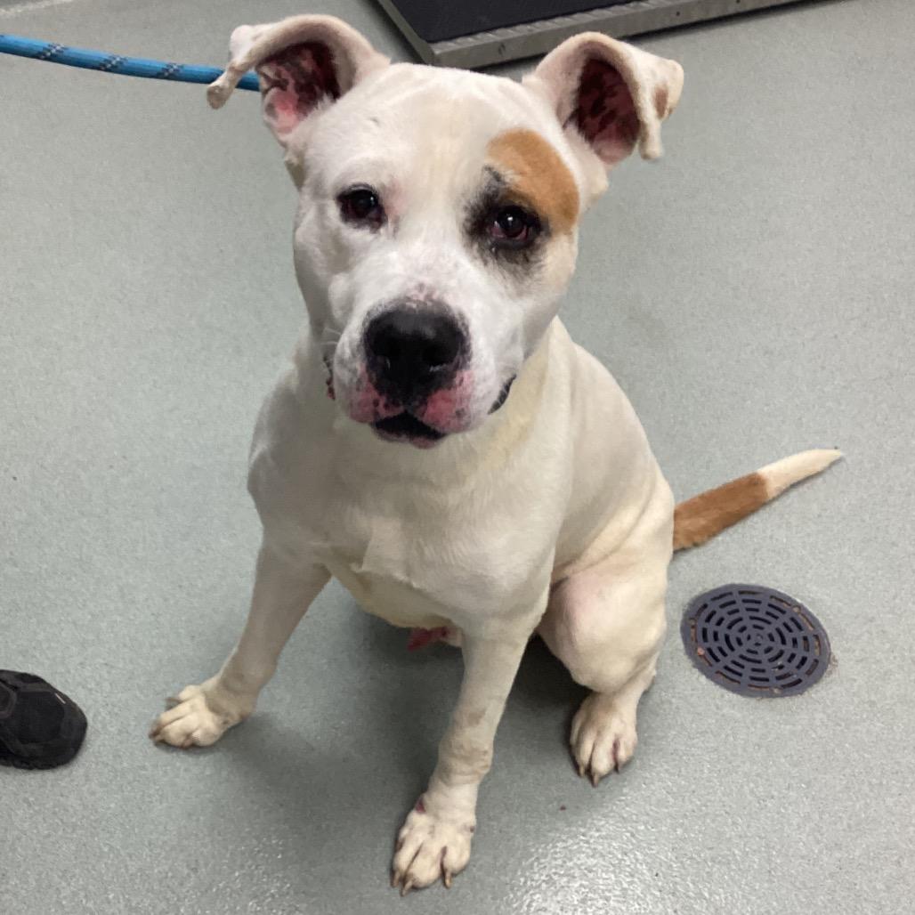 Enlarge Luca, a Adoptable American Staffordshire Terrier in Abilene, TX image 3/3