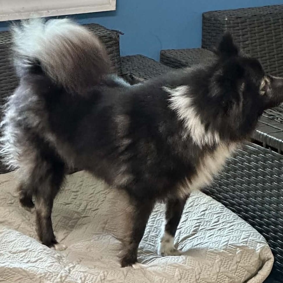 Enlarge Kimchi, a ADOPTABLE Pomeranian in Sunderland, MD image 4/5
