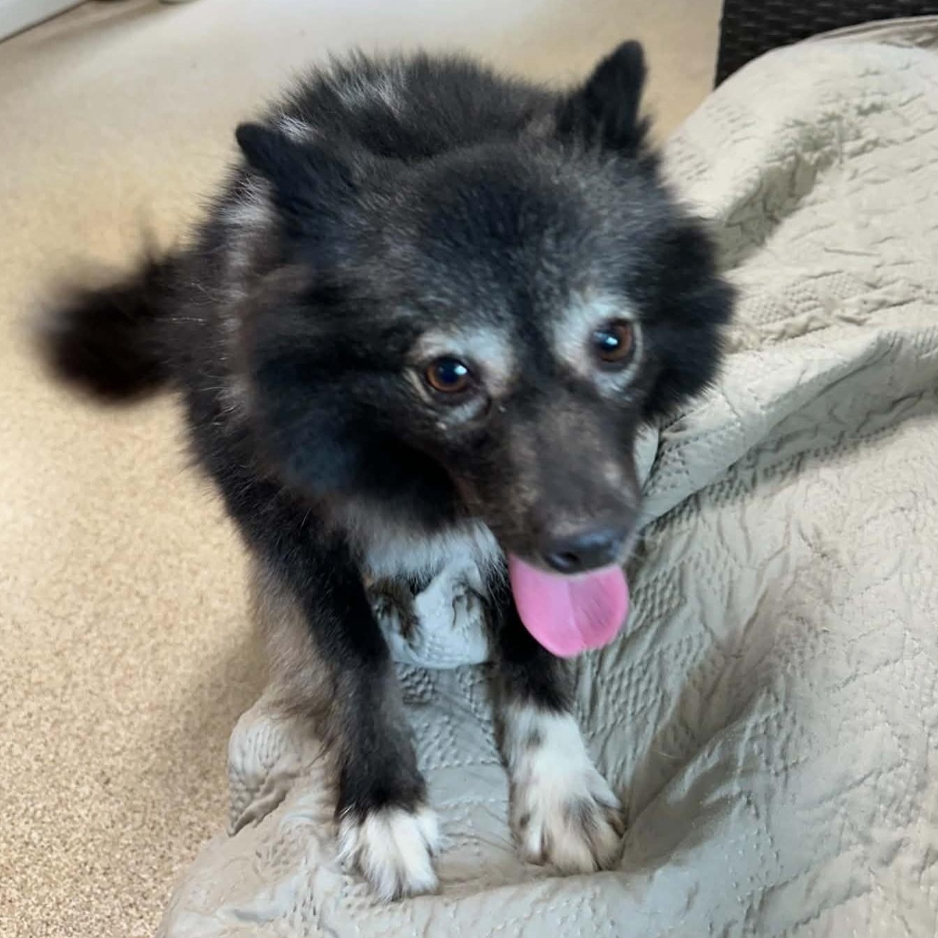 Enlarge Kimchi, a ADOPTABLE Pomeranian in Sunderland, MD image 5/5