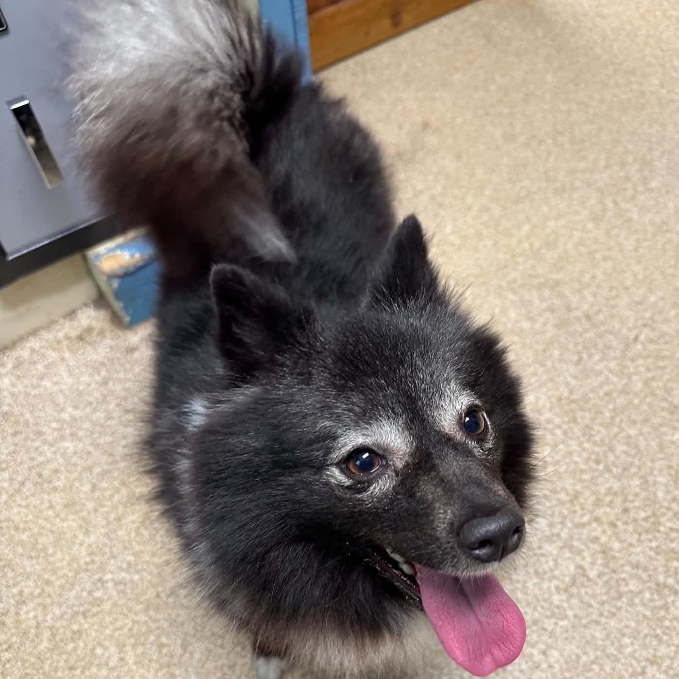 Enlarge Kimchi, a ADOPTABLE Pomeranian in Sunderland, MD image 3/5
