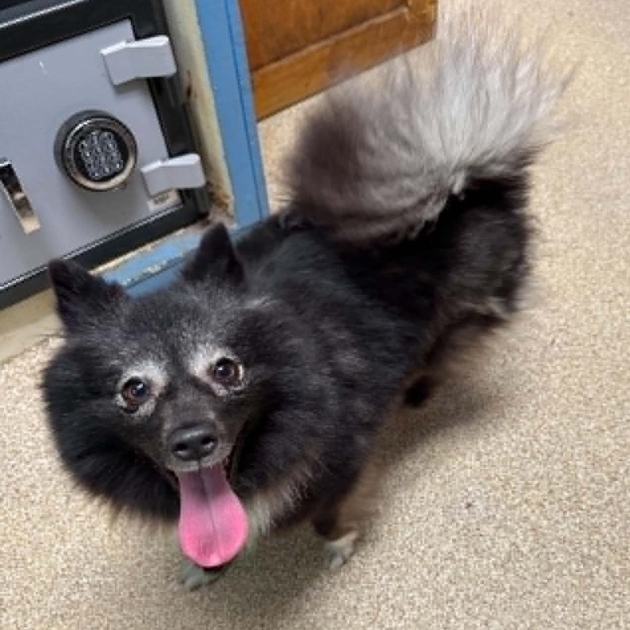Kimchi, ADOPTABLE, Young Female Pomeranian.