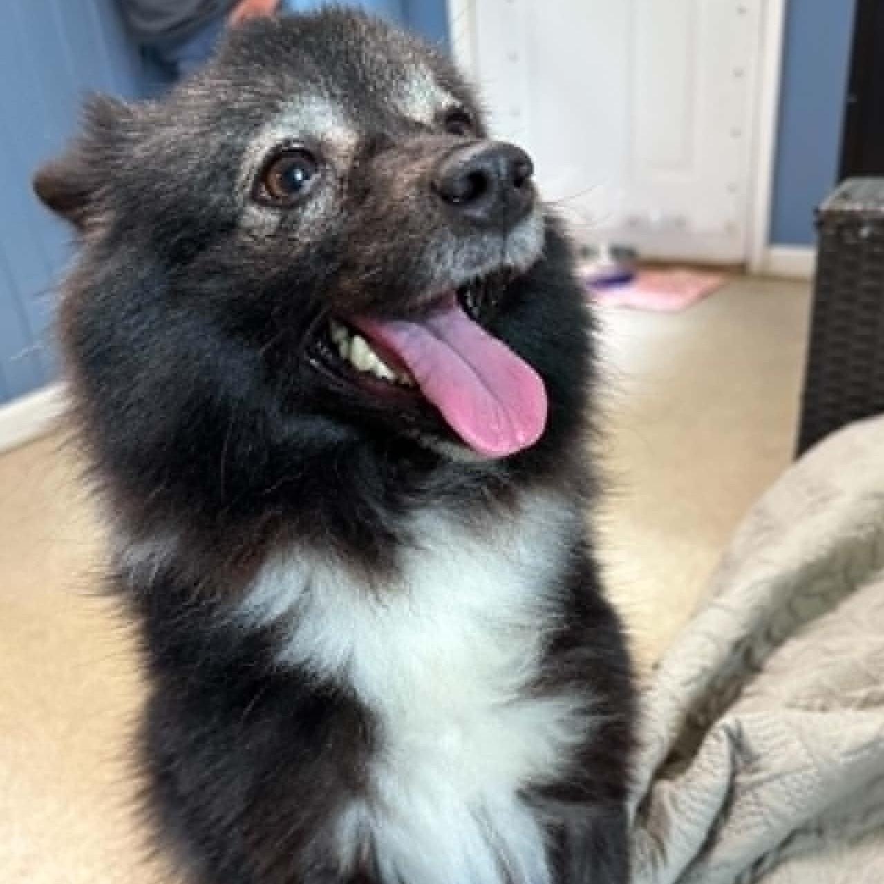 Enlarge Kimchi, a ADOPTABLE Pomeranian in Sunderland, MD image 2/5