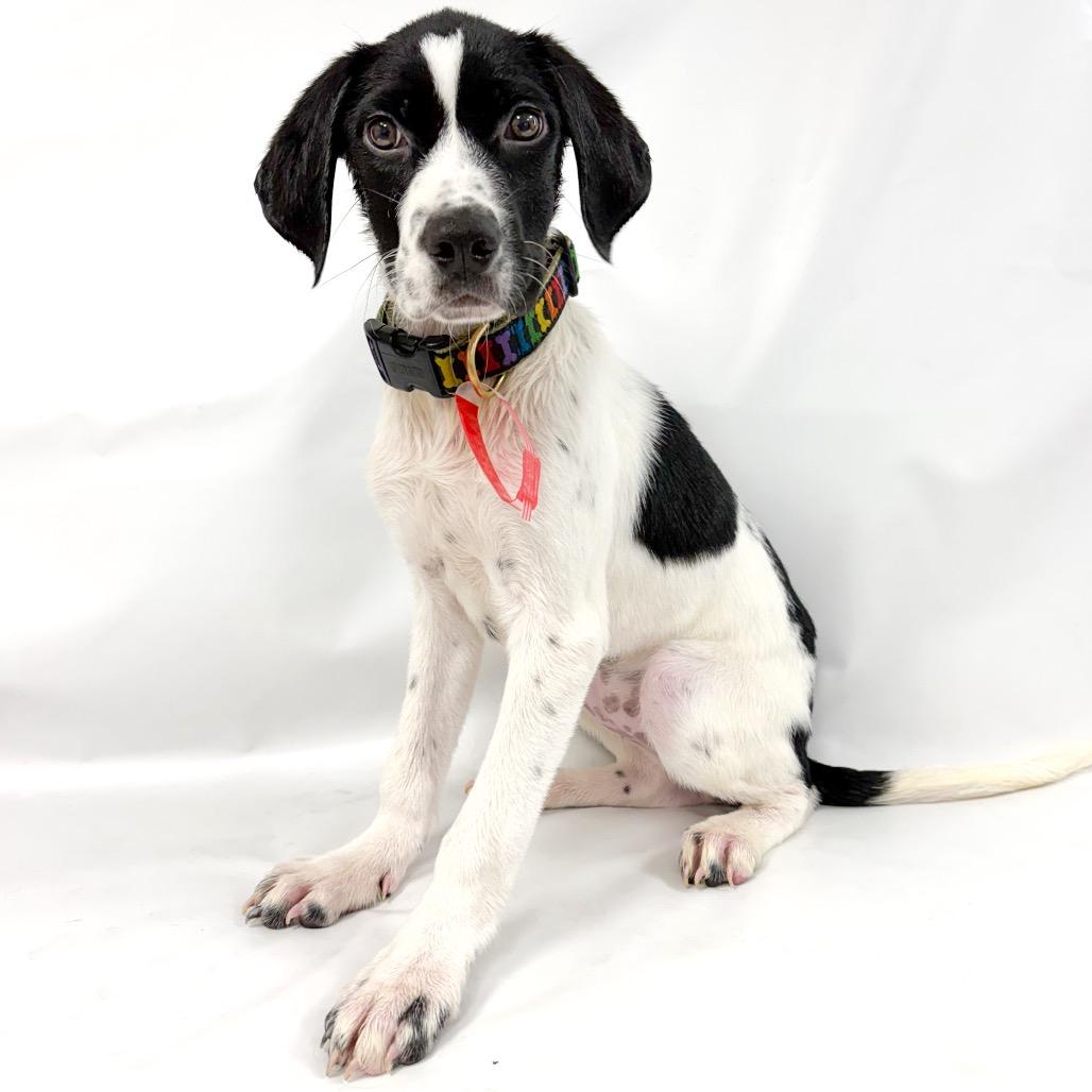 937 (2026) Ni, Adoptable, Puppy Female German Shorthaired Pointer & Mixed Breed.