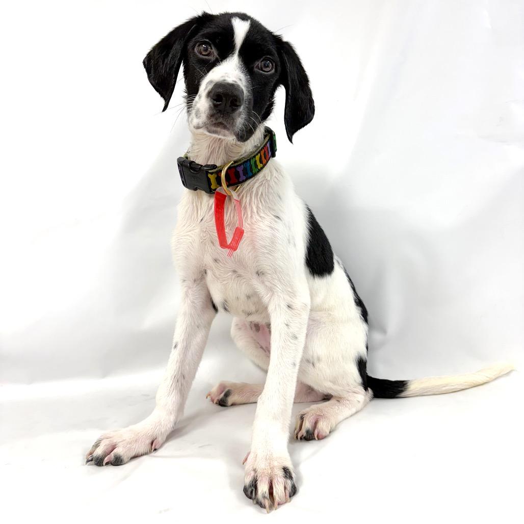 937 (2026) Ni, a Adoptable mixed breed in Parker, CO image 2/6