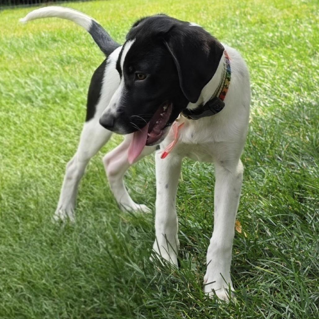 937 (2026) Ni, a Adoptable mixed breed in Parker, CO image 3/6