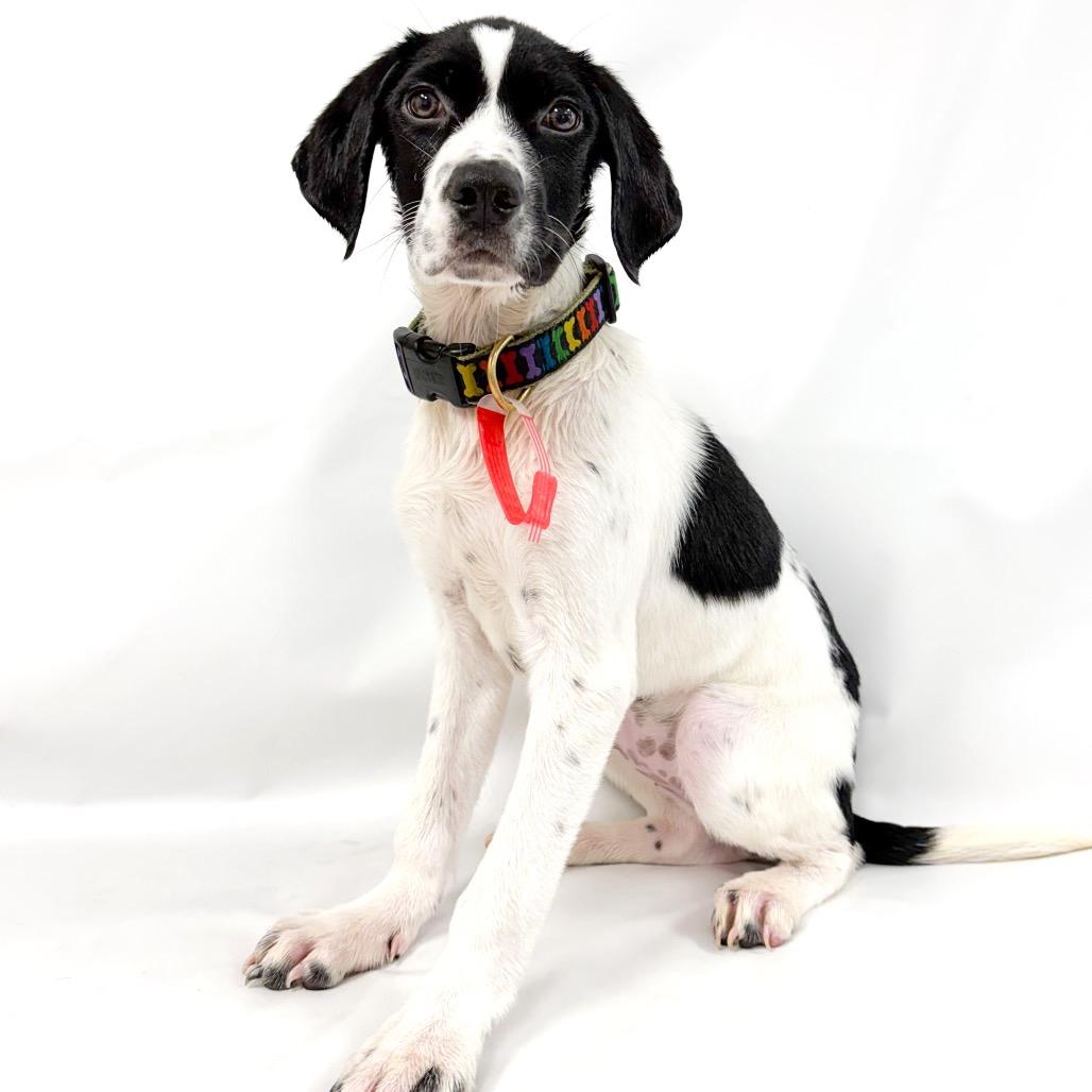 937 (2026) Ni, a Adoptable mixed breed in Parker, CO image 4/6