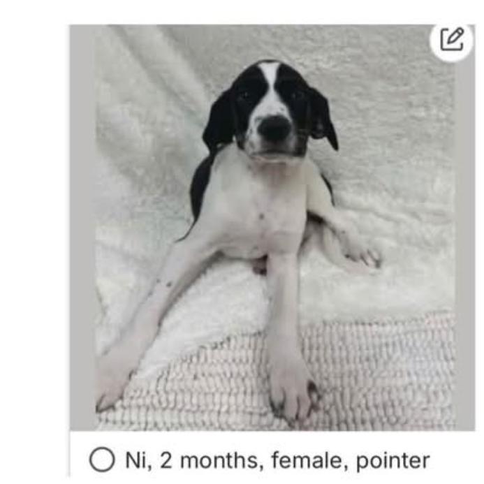 937 (2026) Ni, a Adoptable mixed breed in Parker, CO image 5/6