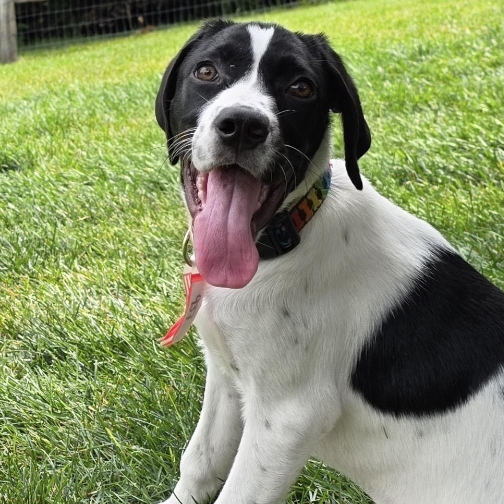 937 (2026) Ni, a Adoptable mixed breed in Parker, CO image 6/6