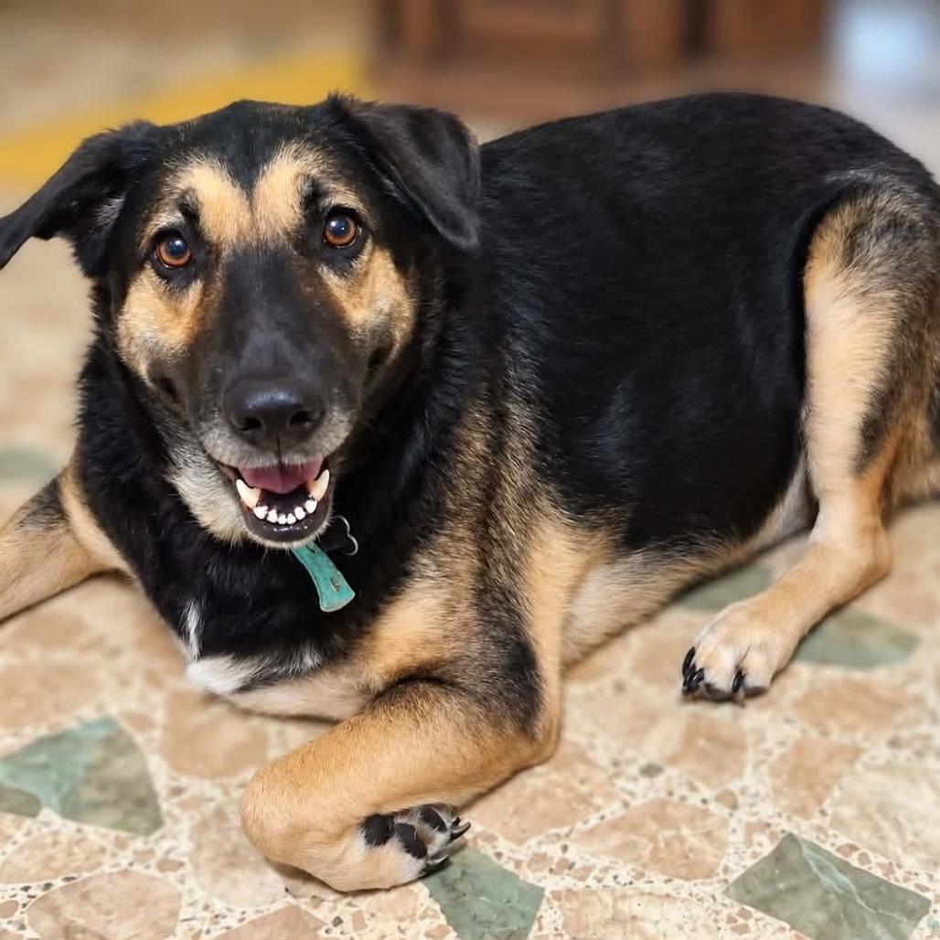 Bella Burns, Adoptable, Adult Female German Shepherd Dog & Mixed Breed.