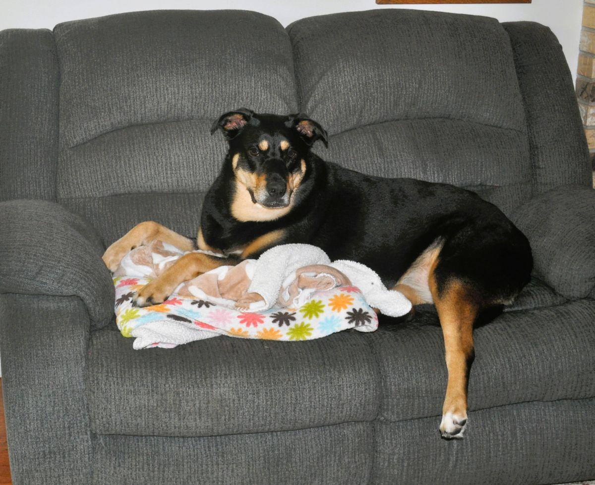 Enlarge RAINEY-THE SUPERMUTT, a Adoptable Mixed Breed in Elk River, MN image 6/6