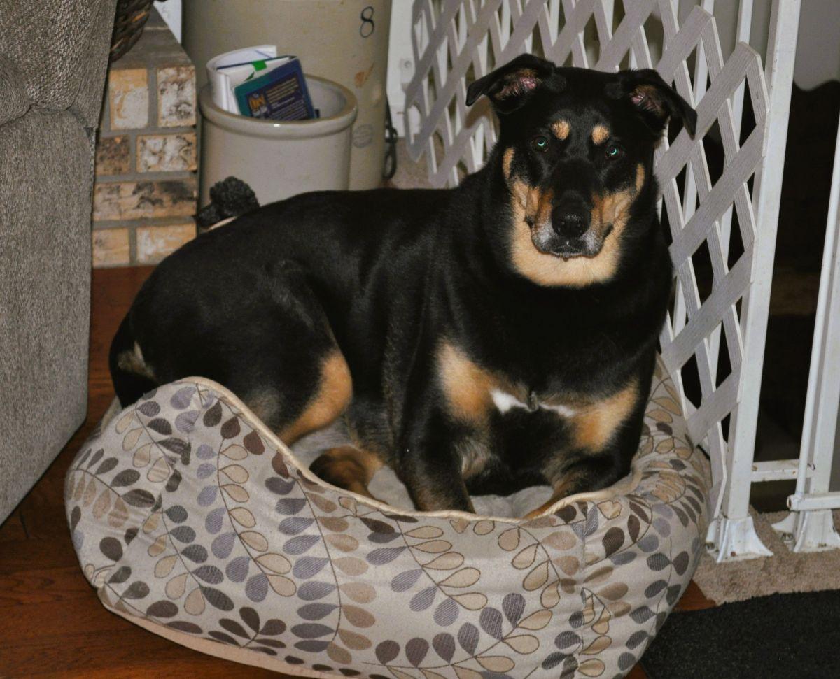 Enlarge RAINEY-THE SUPERMUTT, a Adoptable mixed breed in Elk River, MN image 5/6