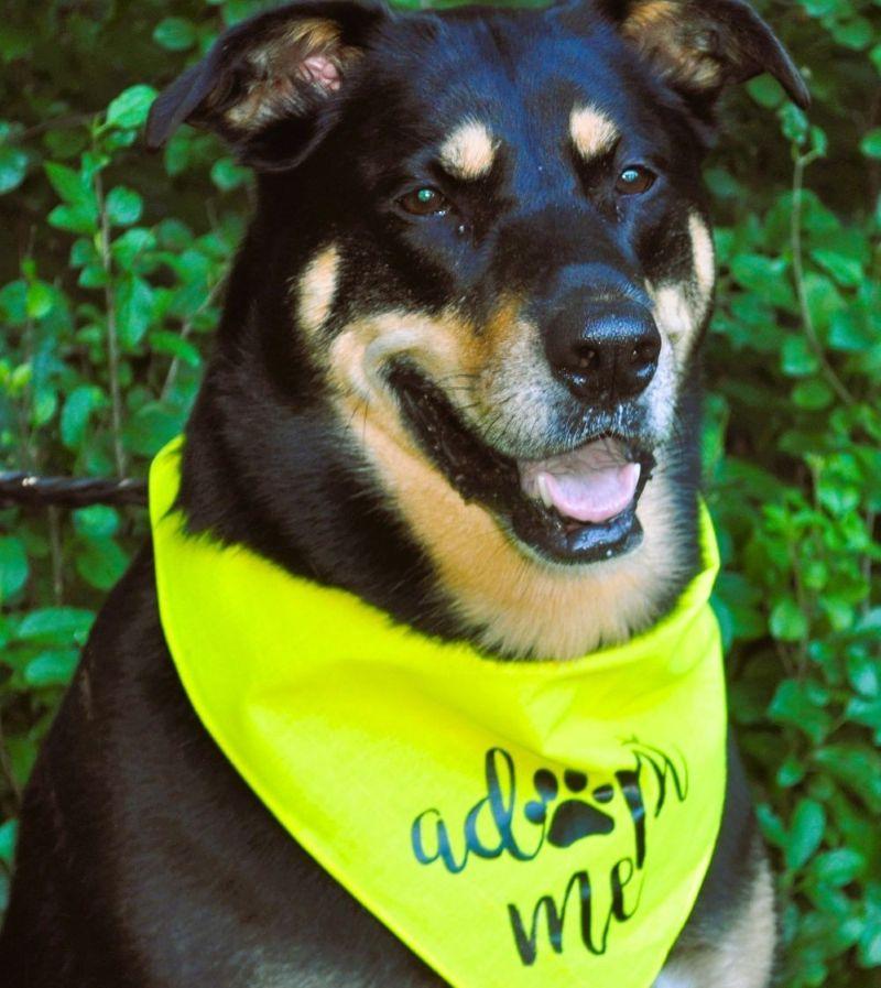 Enlarge RAINEY, a Adoptable mixed breed in Elk River, MN image 1/6