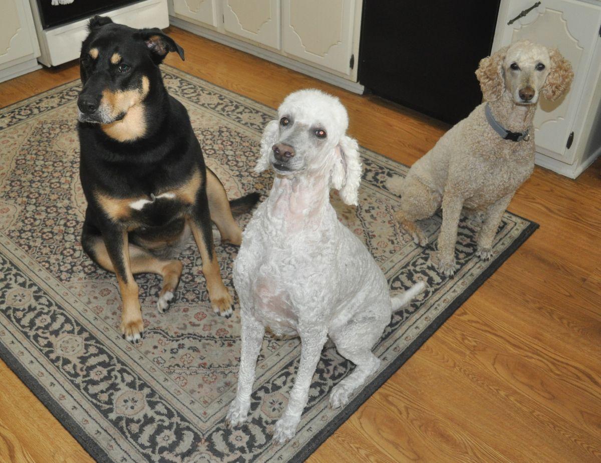 Enlarge RAINEY, a Adoptable mixed breed in Elk River, MN image 3/6