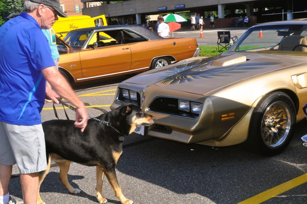 Enlarge RAINEY, a Adoptable mixed breed in Elk River, MN image 2/6