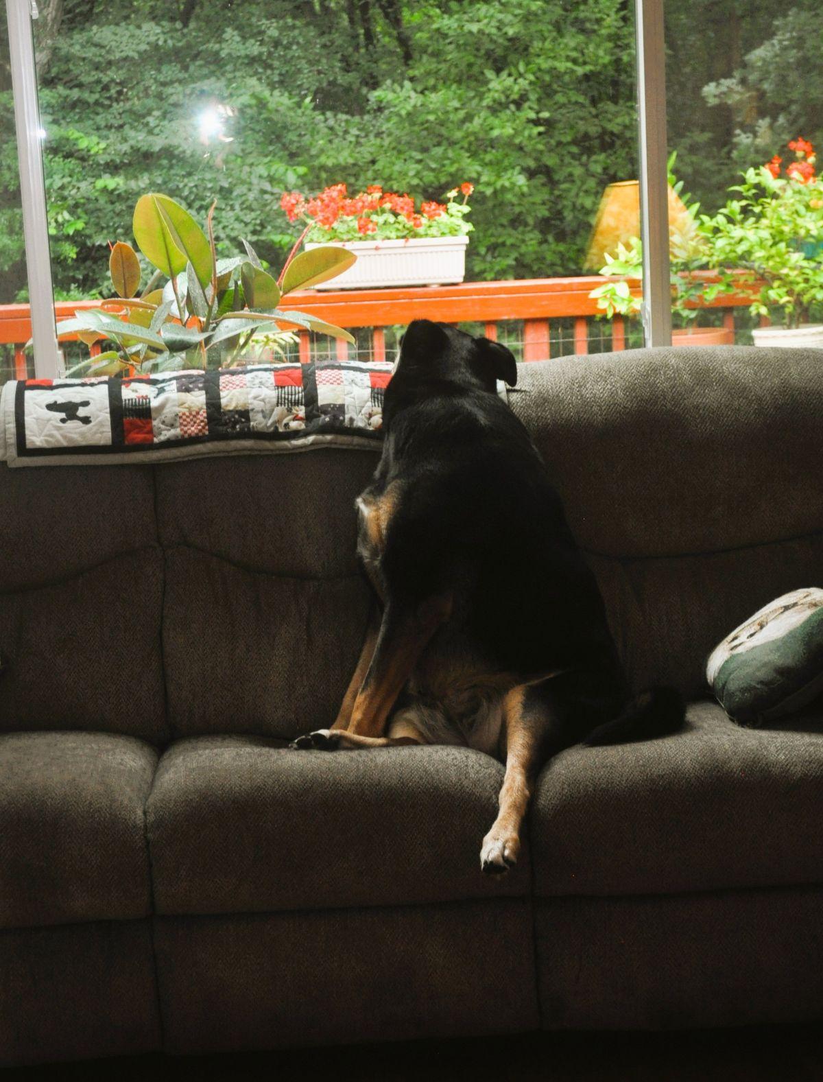 Enlarge RAINEY, a Adoptable mixed breed in Elk River, MN image 6/6