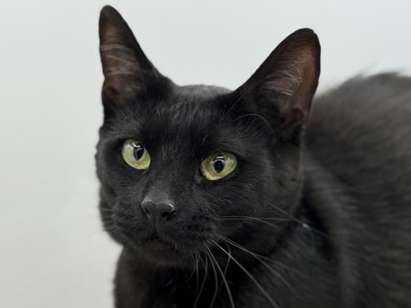 Tamara, Adoptable, Adult Female Domestic Short Hair.