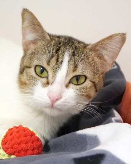 Enlarge Tiny Teenie Weenie (in foster), a Adoptable mixed breed in Fishers, IN image 1/3