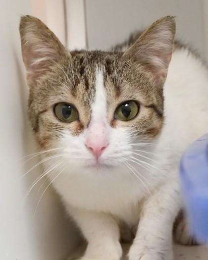 Enlarge Tiny Teenie Weenie (in foster), a Adoptable mixed breed in Fishers, IN image 2/3