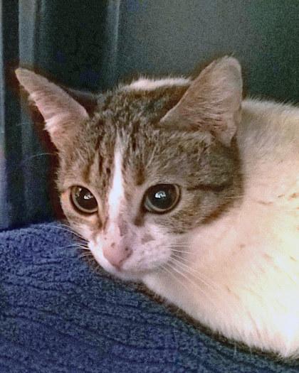 Enlarge Tiny Teenie Weenie (in foster), a Adoptable mixed breed in Fishers, IN image 3/3