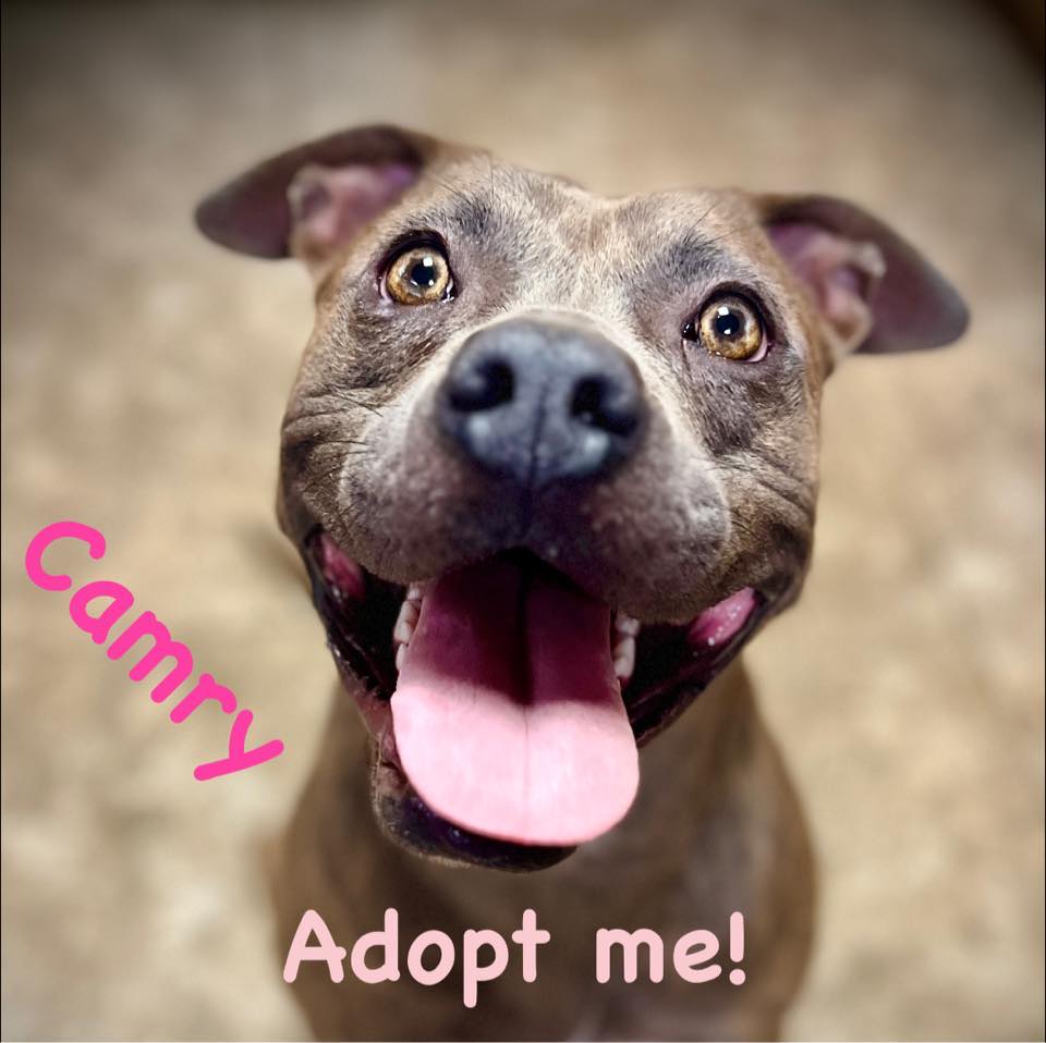 Enlarge Camry, an adopted mixed breed in Seguin, TX image 1/5