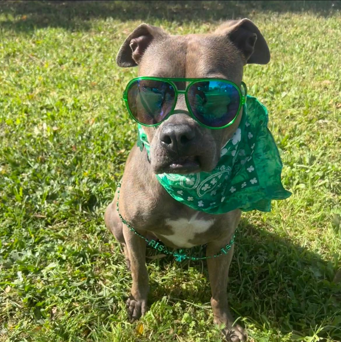 Enlarge Camry, an adopted mixed breed in Seguin, TX image 2/5