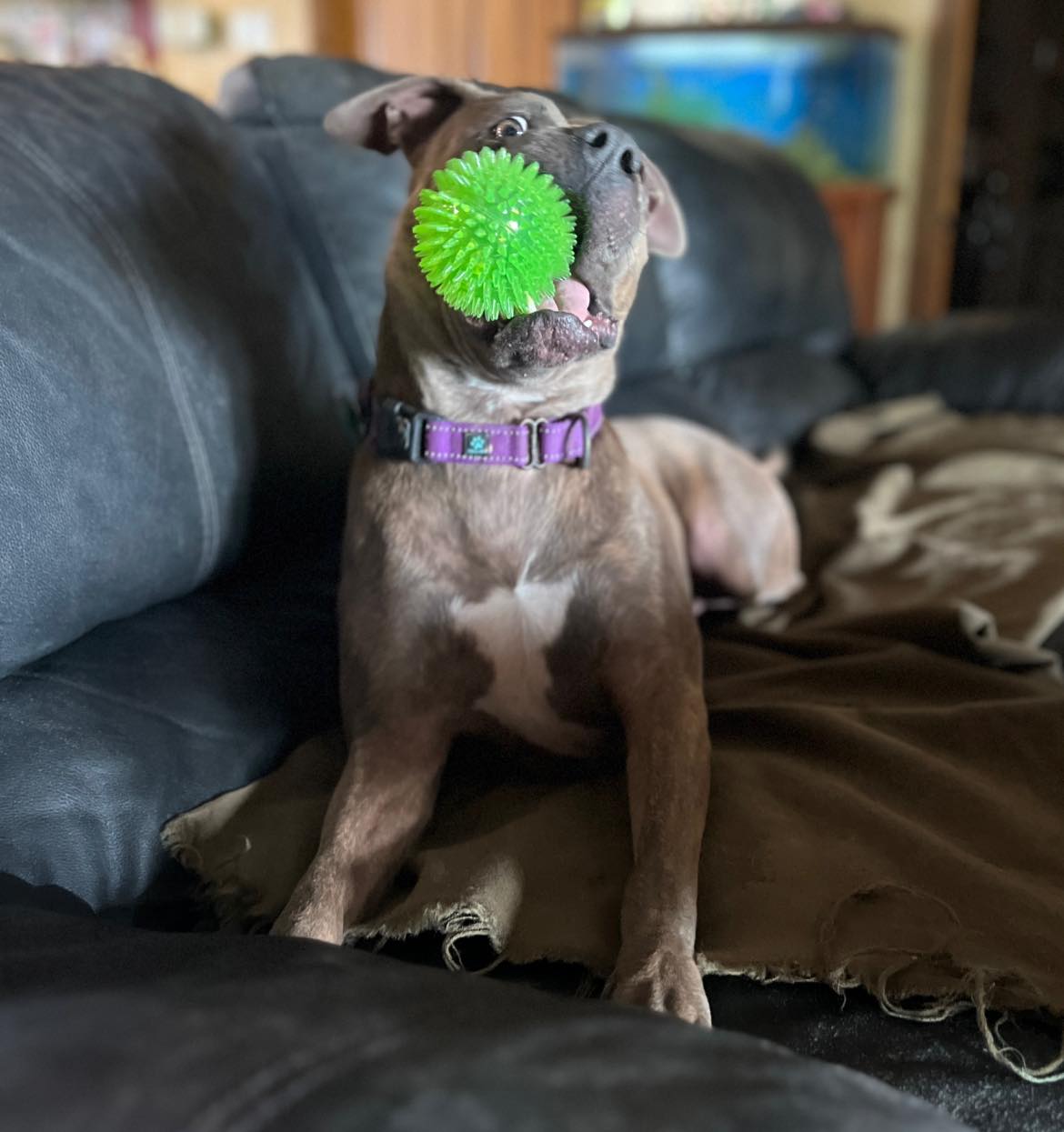 Enlarge Camry, an adopted mixed breed in Seguin, TX image 3/5