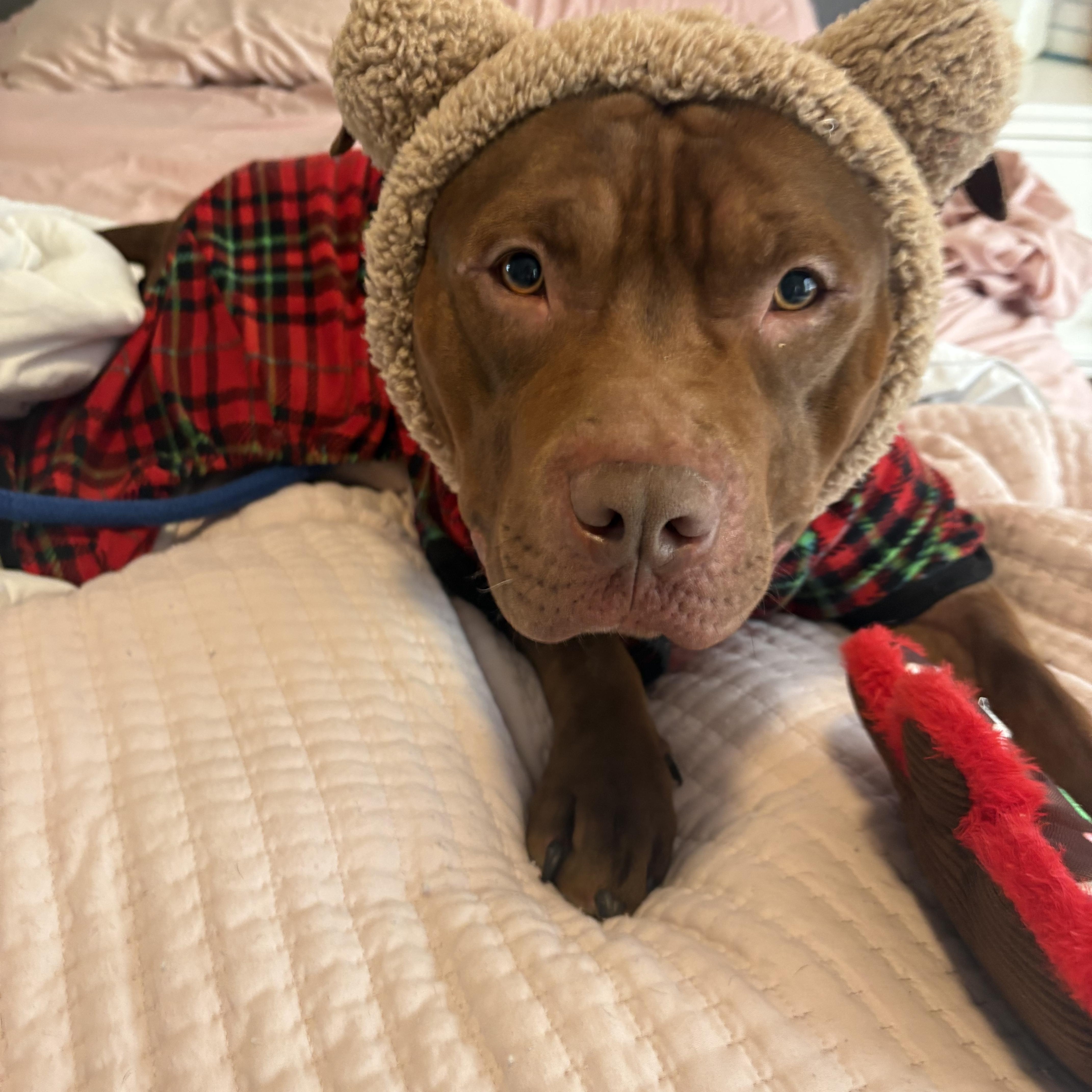 Enlarge Sharkboy (ID 49040/3711), an adoptable Pit Bull Terrier in Manassas, VA image 1/4