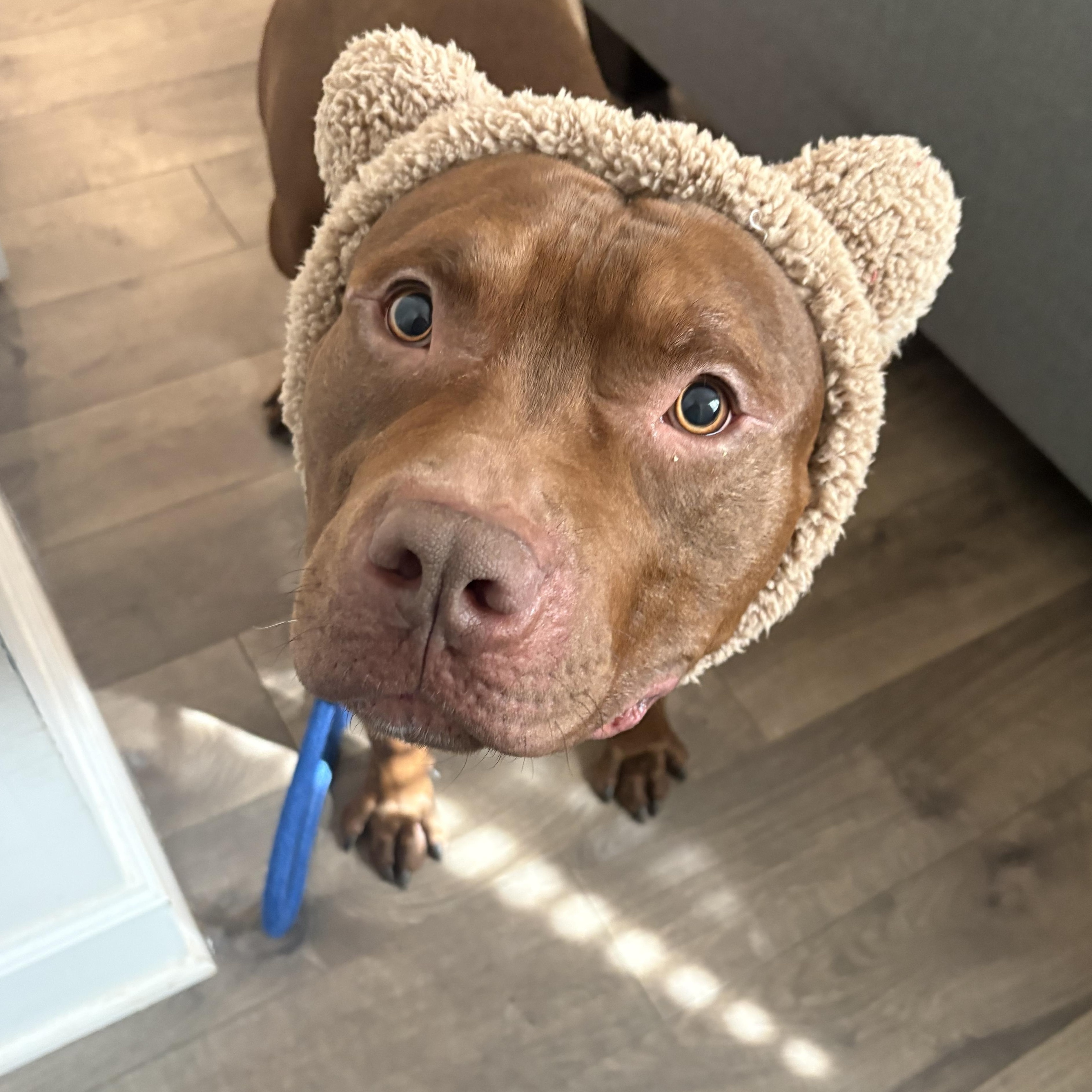 Enlarge Sharkboy (ID 49040/3711), an adoptable Pit Bull Terrier in Manassas, VA image 2/4