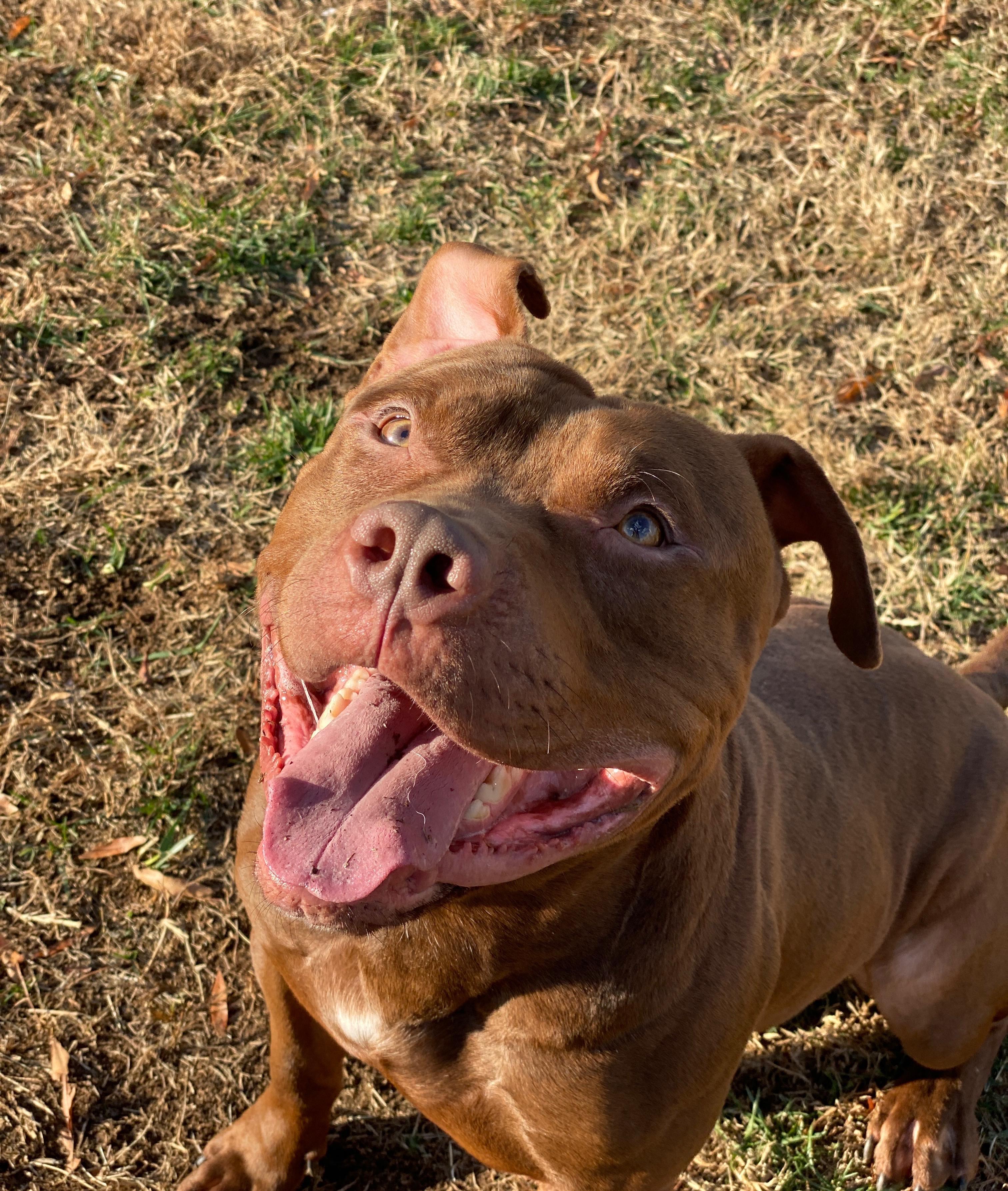 Enlarge Sharkboy (ID 49040/3711), an adoptable Pit Bull Terrier in Manassas, VA image 1/2