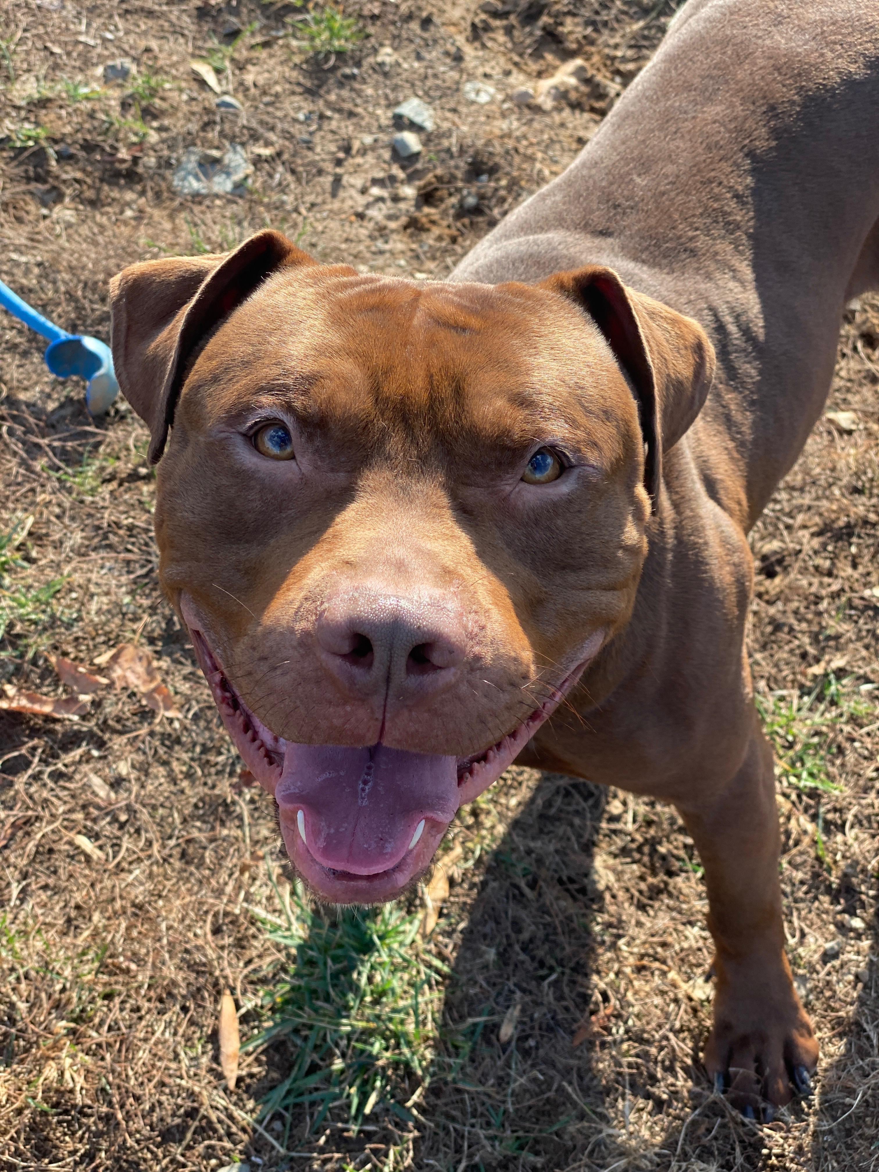 Sharkboy (ID 49040/3711)