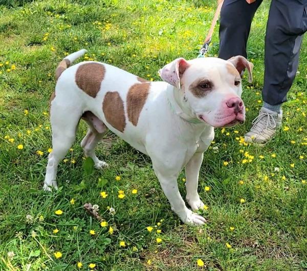 Billy, Adoptable, Young Male Pit Bull Terrier.