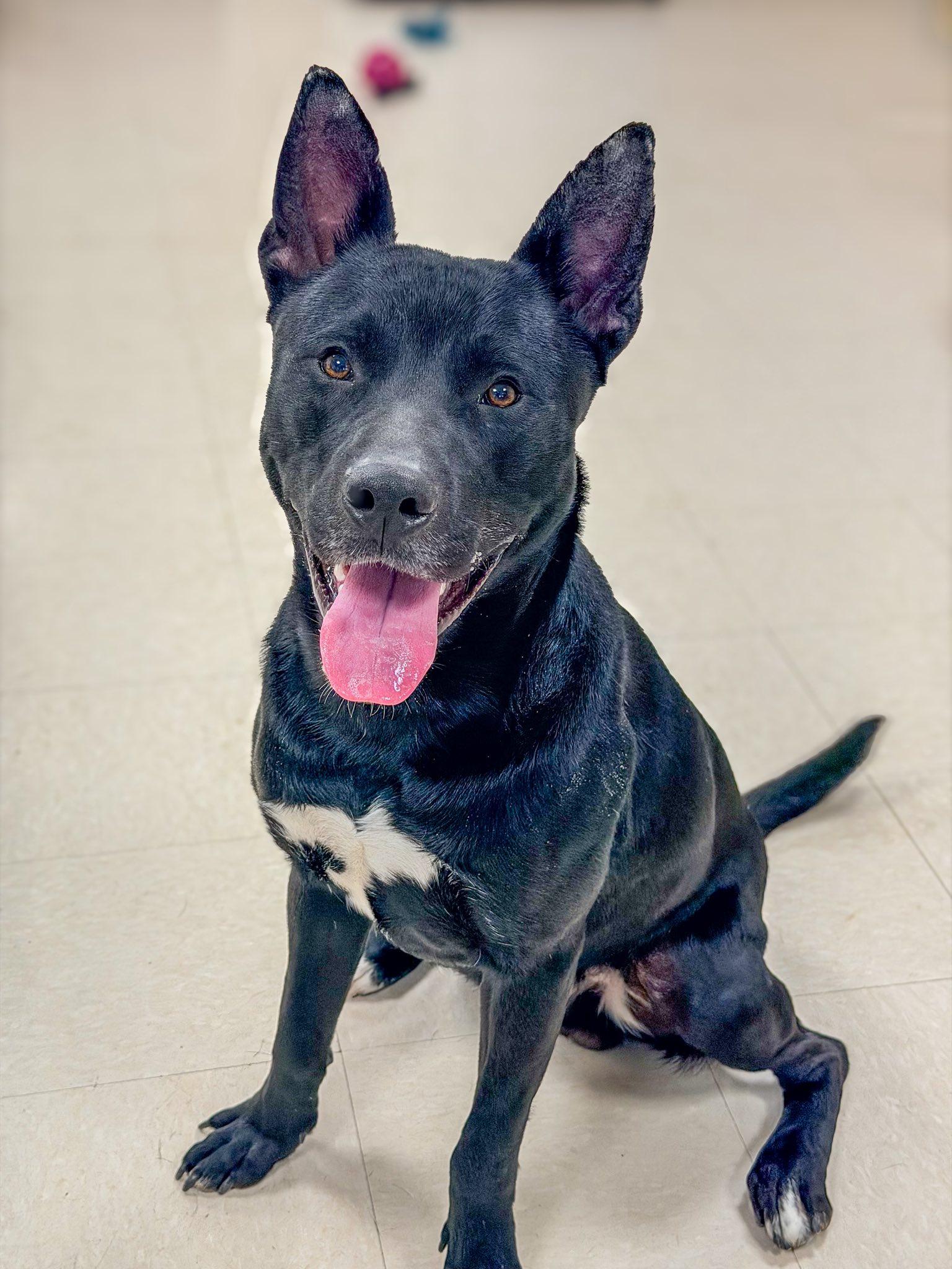 Blaki, ADOPTABLE, Young Male Husky.