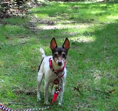Enlarge Ginger, a Adoptable mixed breed in Rosedale, MD image 2/3