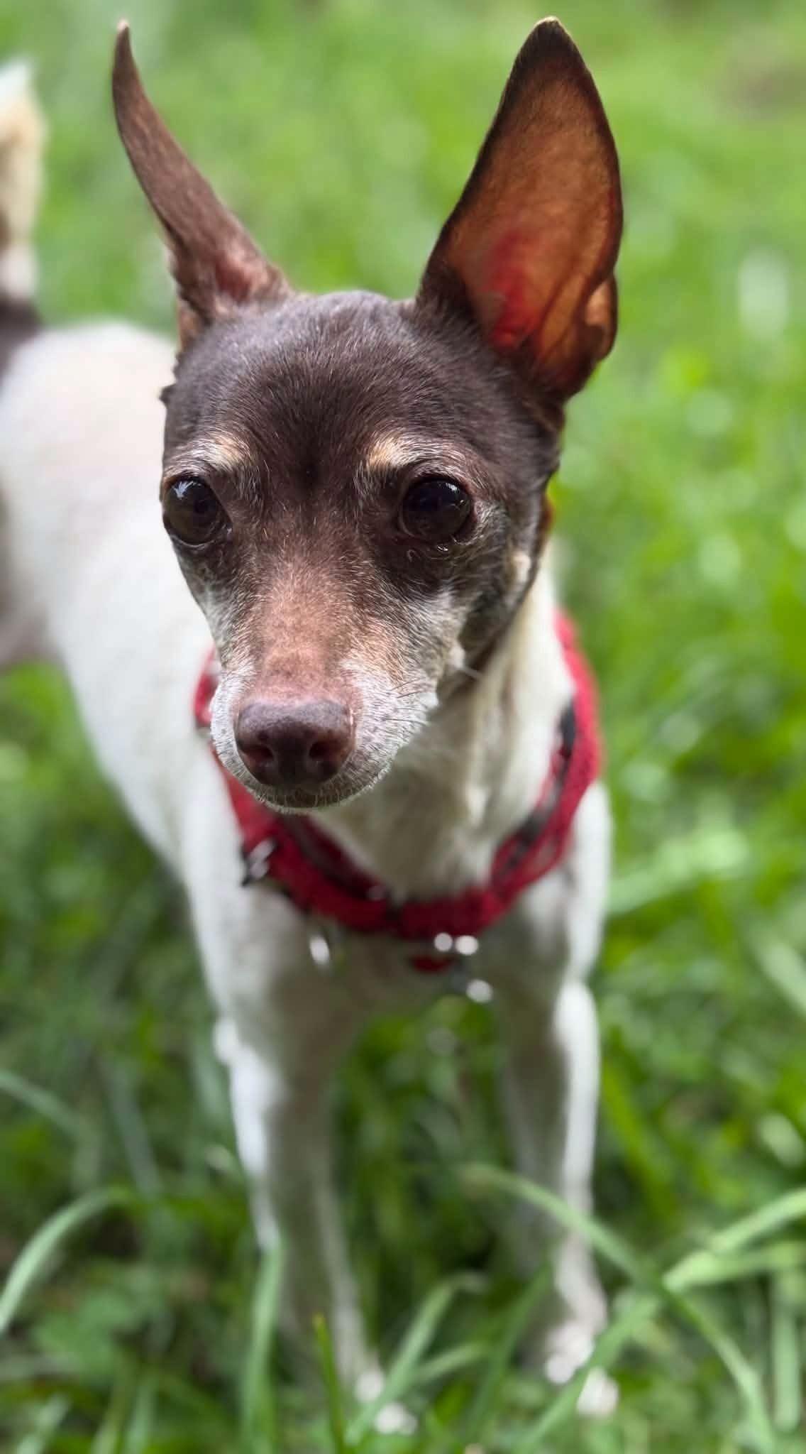 Enlarge Ginger, a Adoptable mixed breed in Rosedale, MD image 1/3