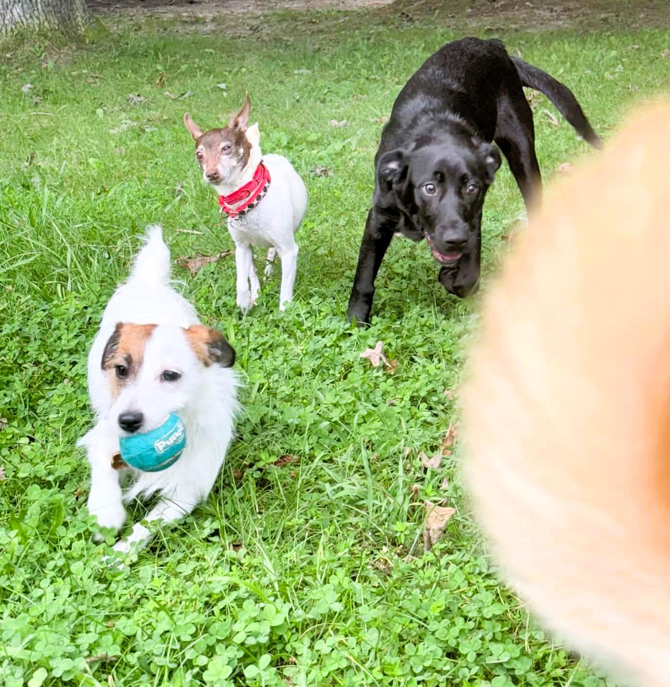Enlarge Ginger, a Adoptable mixed breed in Rosedale, MD image 3/3