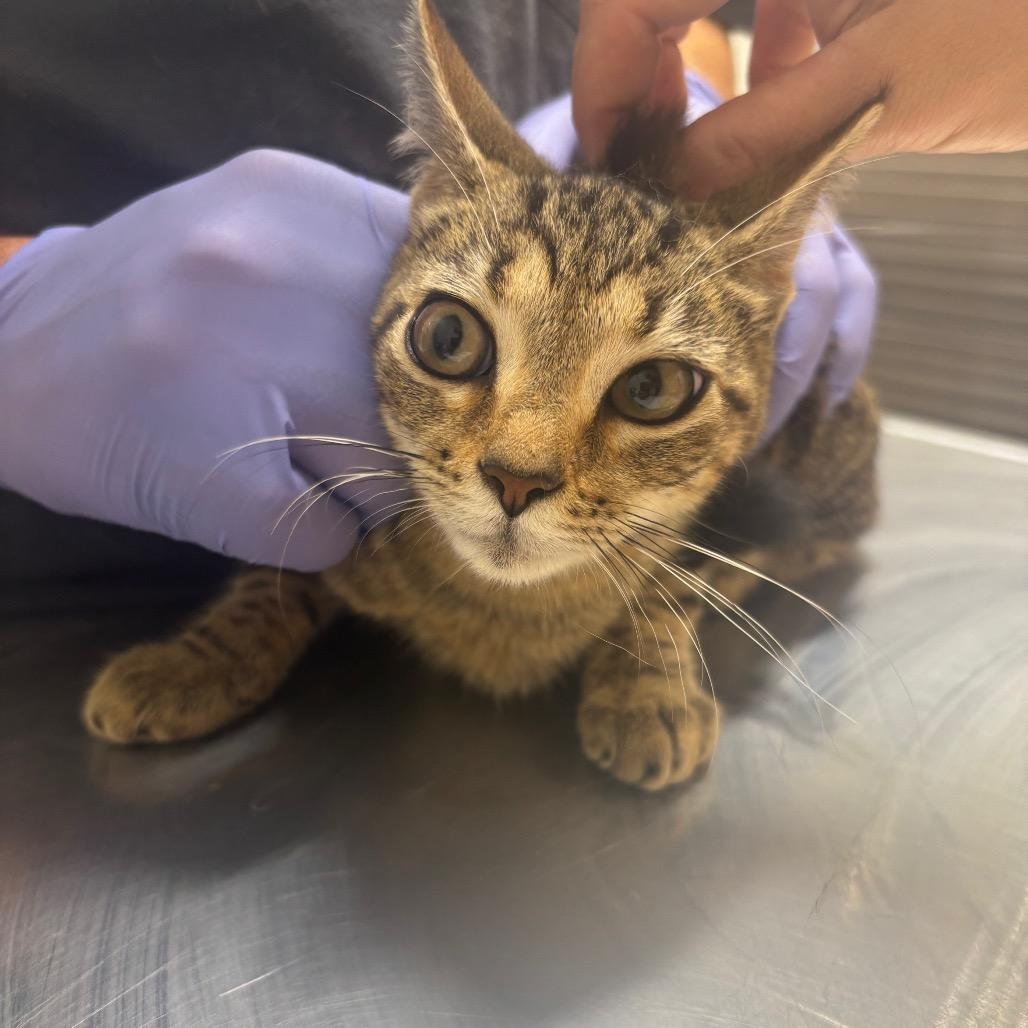 Crawfish, Adoptable, Young Female Domestic Medium Hair.