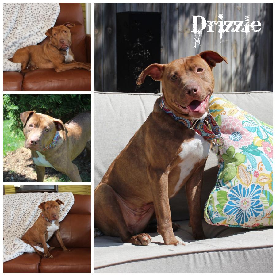 Drizzle, a Adoptable mixed breed in Sioux Falls, SD image 1/6