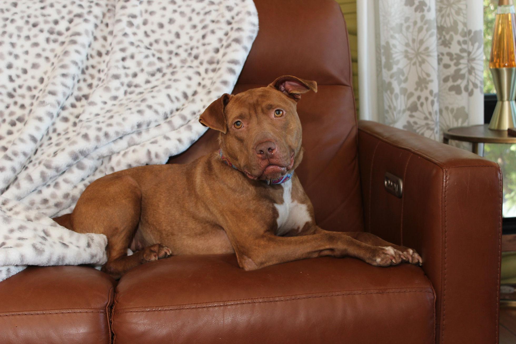 Drizzle, a Adoptable mixed breed in Sioux Falls, SD image 3/6