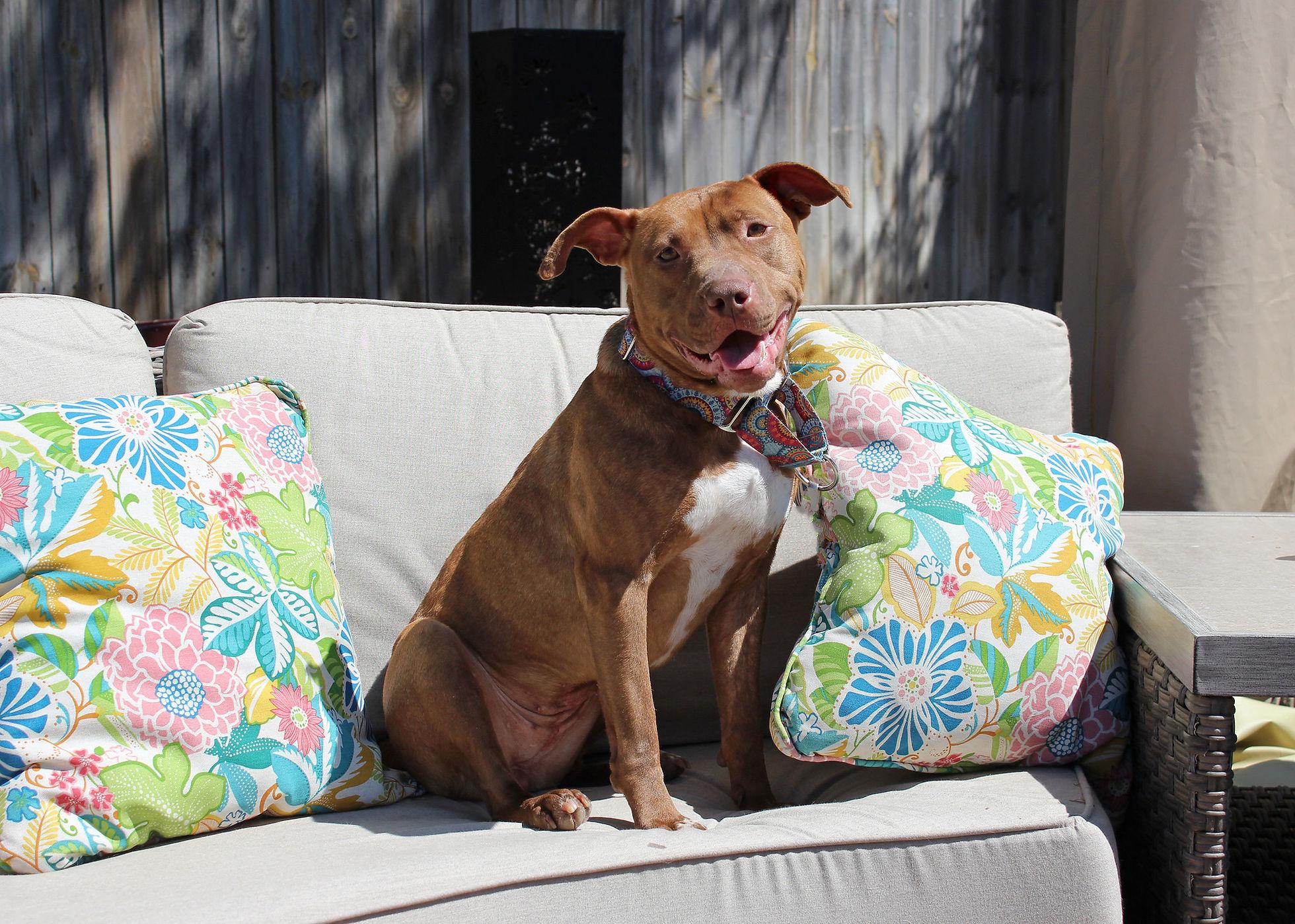 Drizzle, a Adoptable mixed breed in Sioux Falls, SD image 2/6