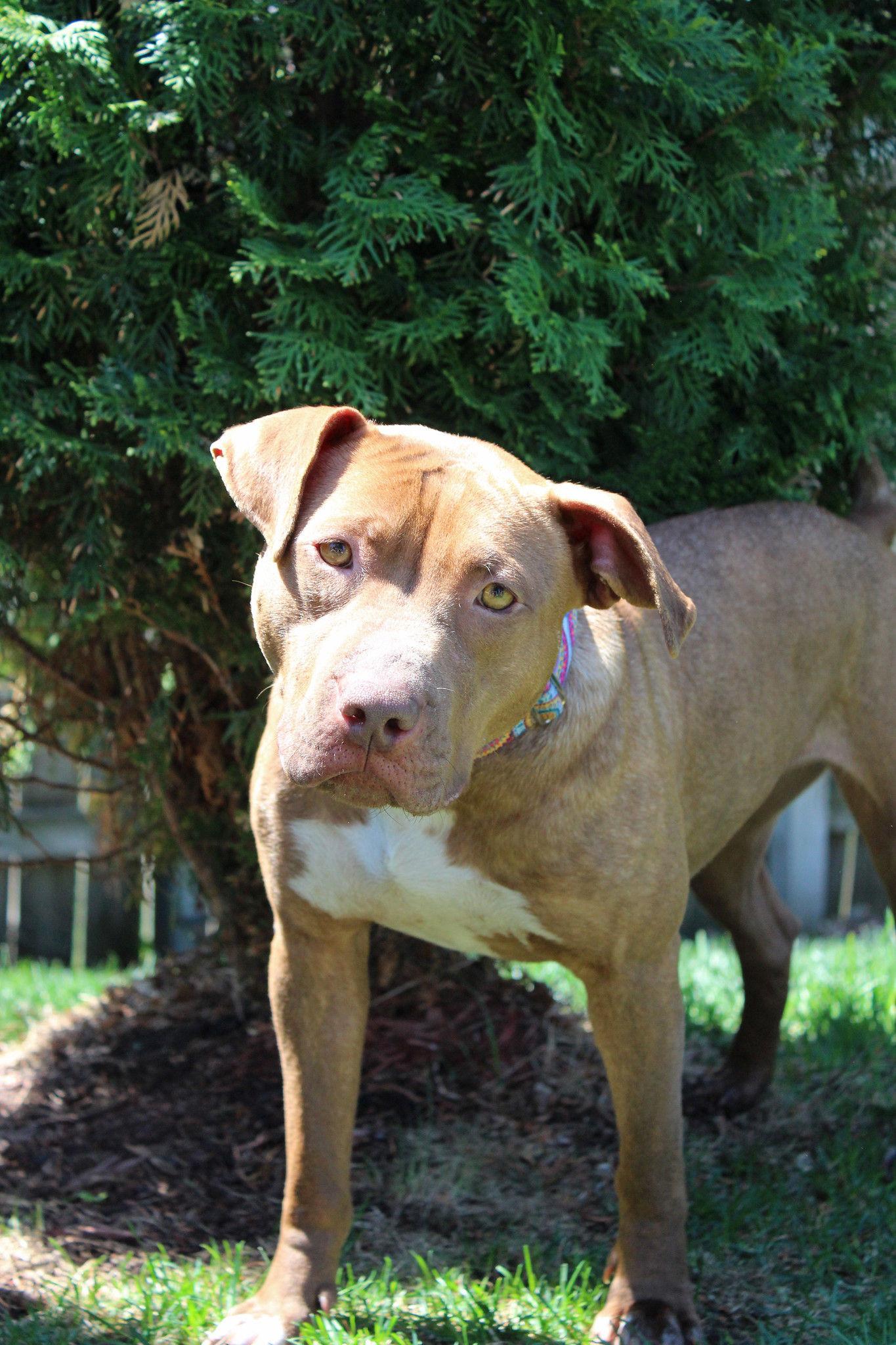 Drizzle, a Adoptable mixed breed in Sioux Falls, SD image 4/6