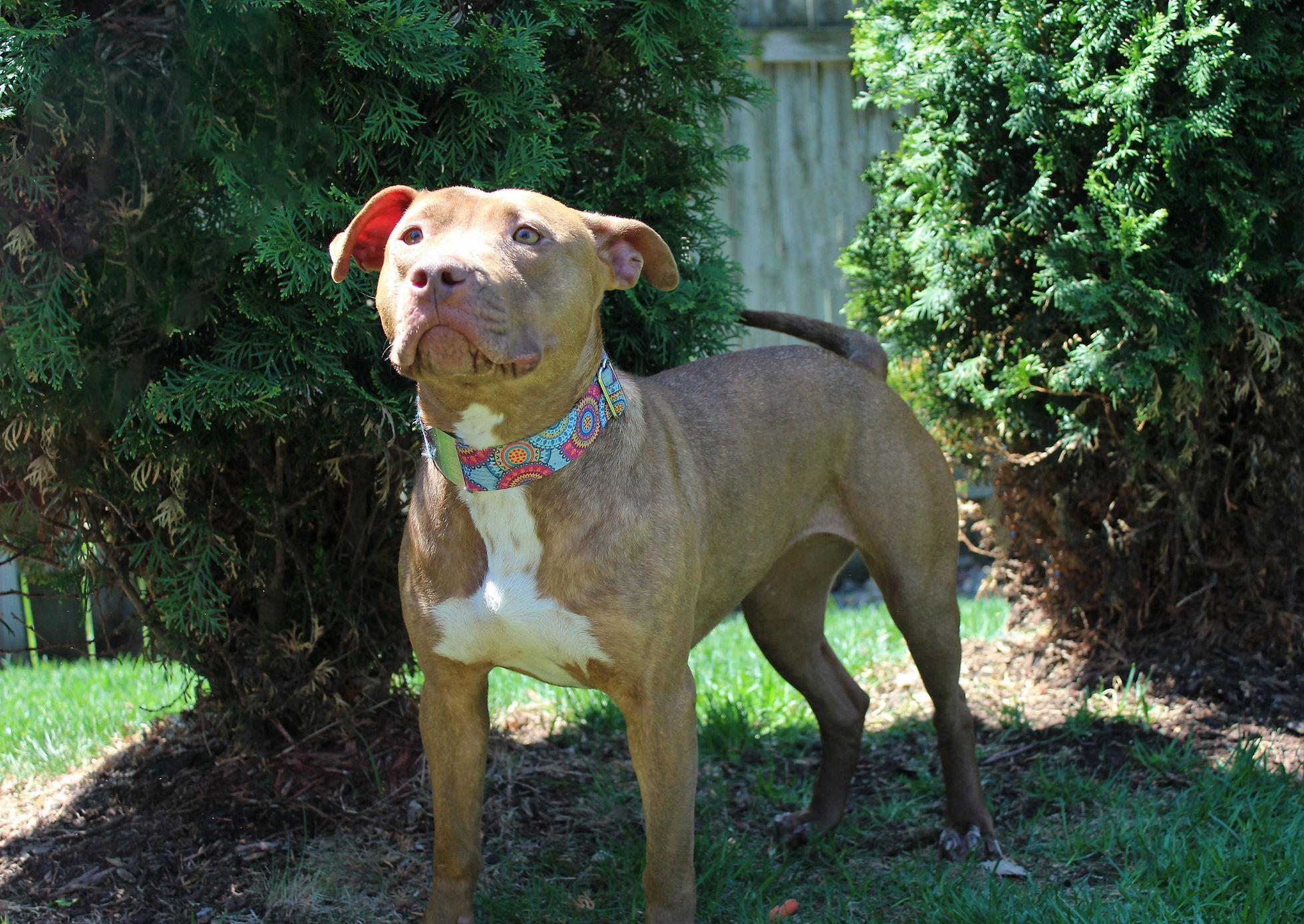 Drizzle, a Adoptable mixed breed in Sioux Falls, SD image 5/6