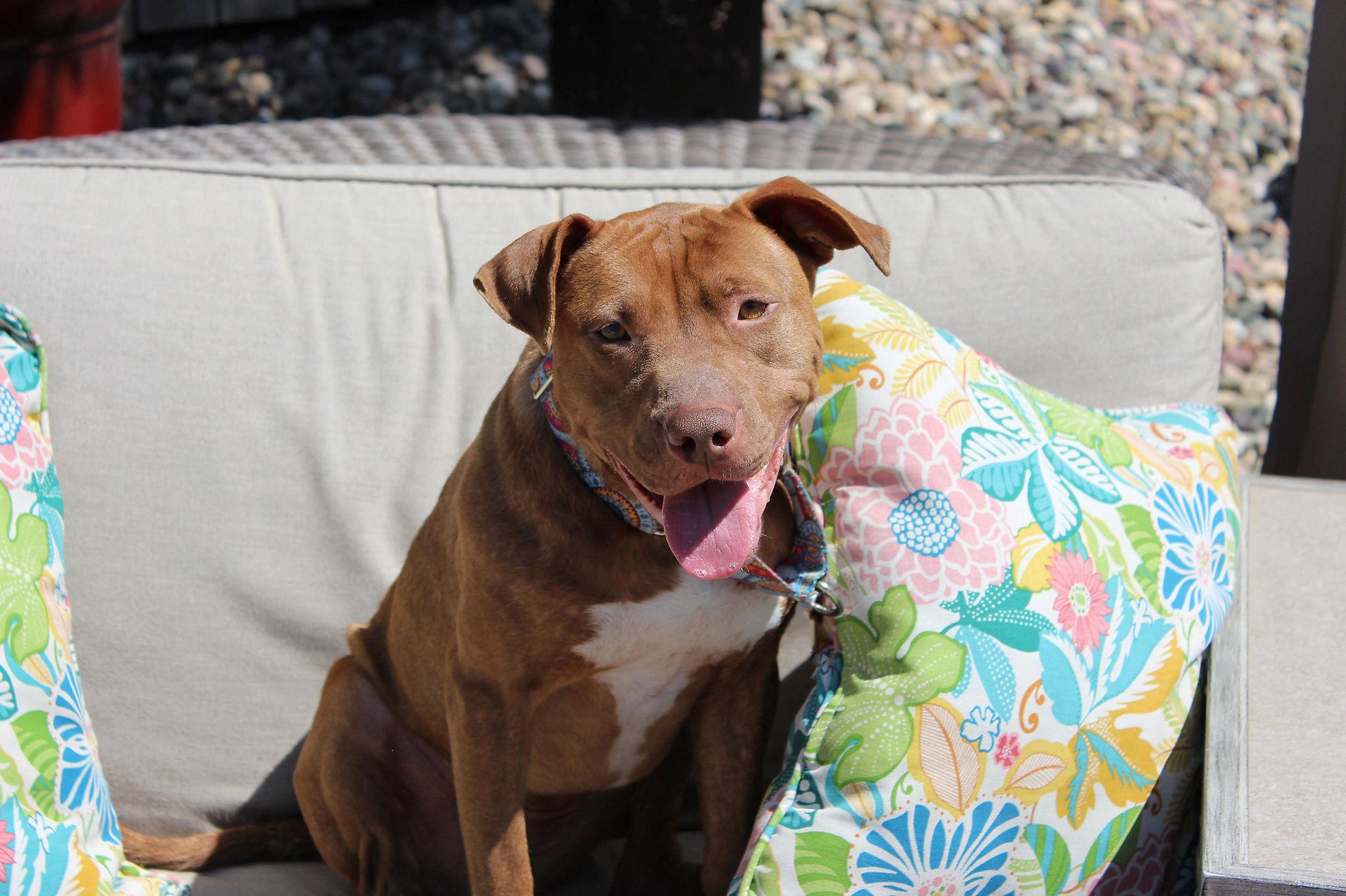 Drizzle, a Adoptable mixed breed in Sioux Falls, SD image 6/6