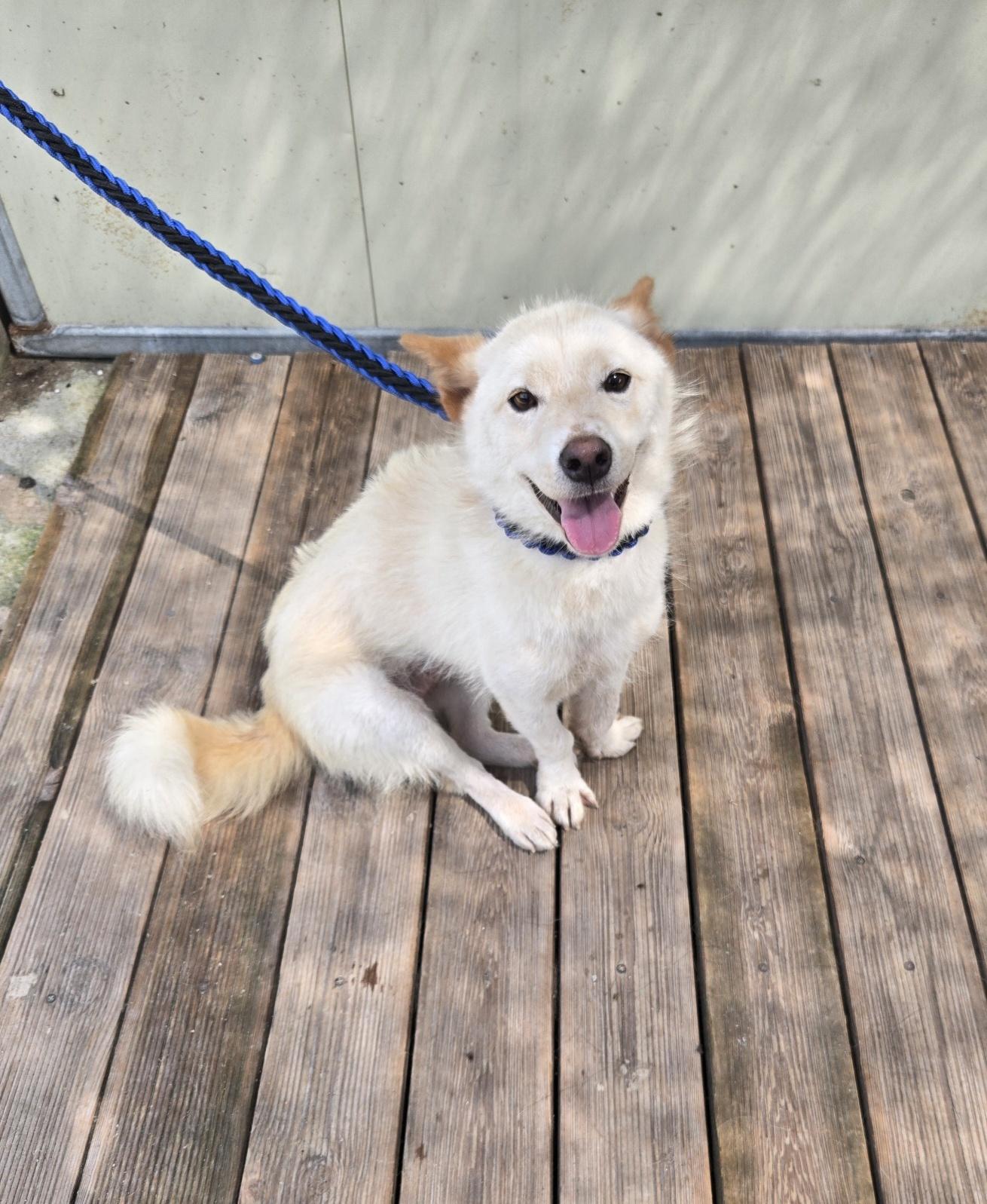 Enlarge EDGE, a Adopted Jindo in Centreville, VA image 5/6