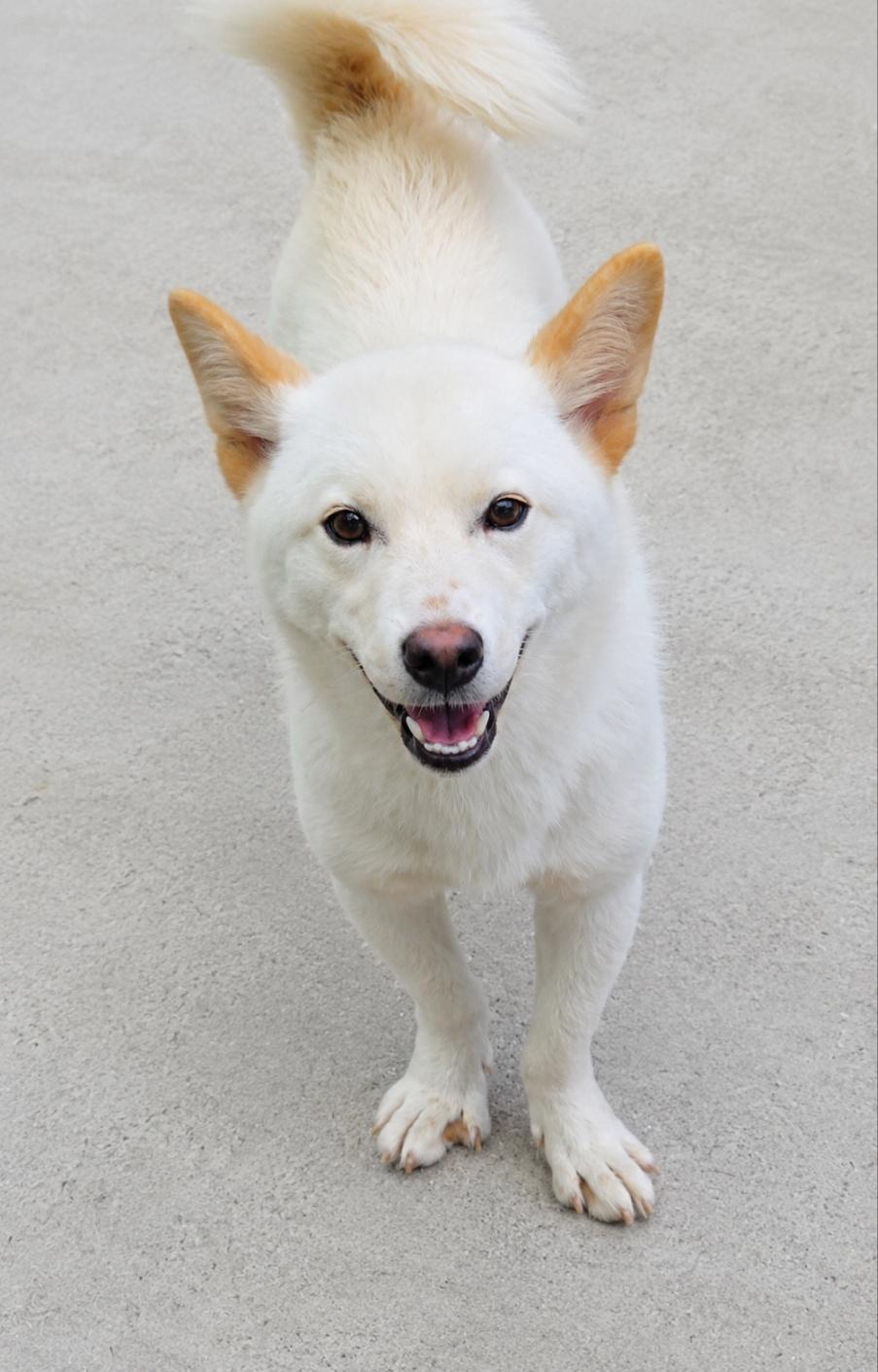Enlarge EDGE, a Adopted Jindo in Centreville, VA image 6/6