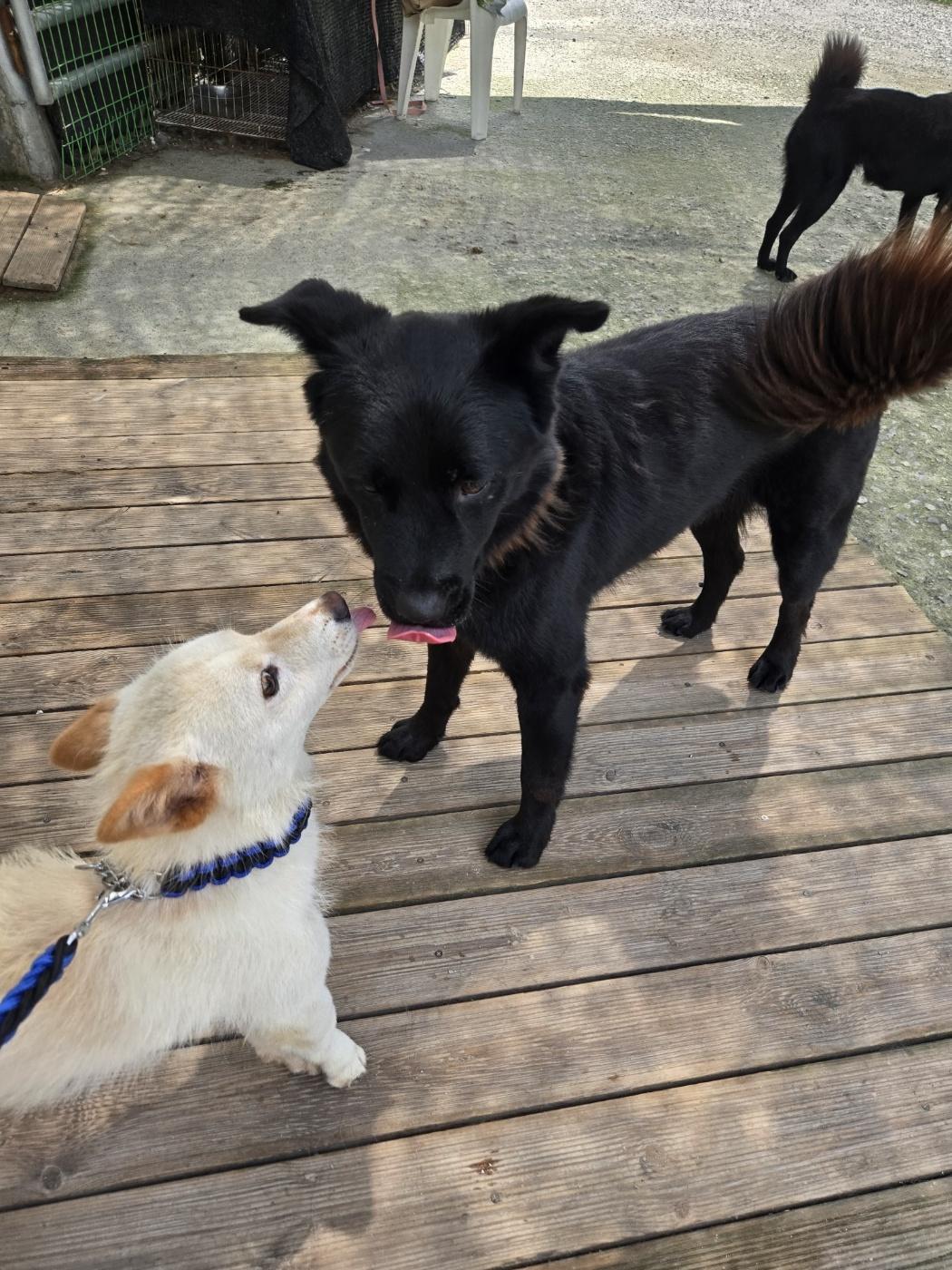 Enlarge EDGE, a Adopted Jindo in Centreville, VA image 3/6