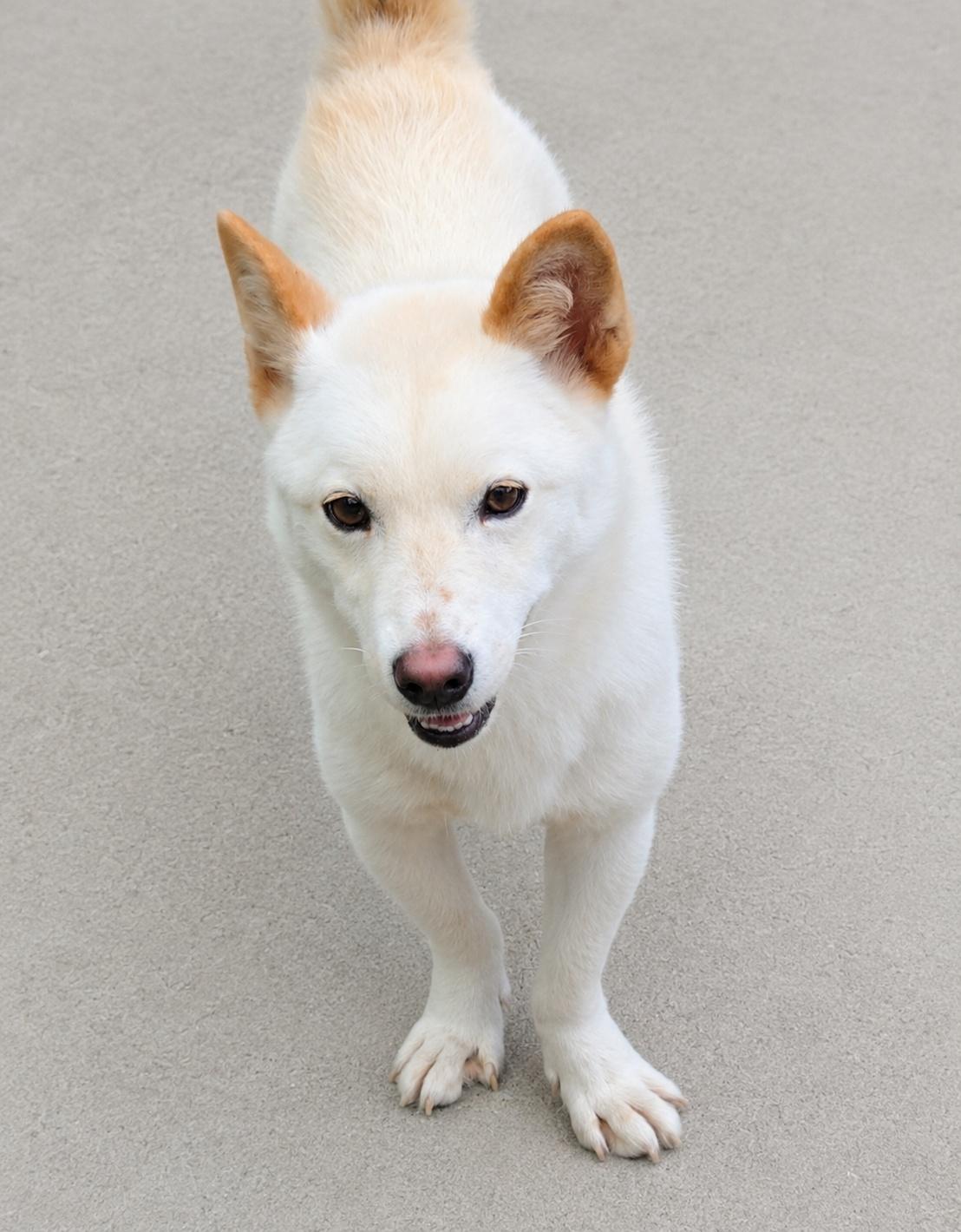 Enlarge EDGE, a Adopted Jindo in Centreville, VA image 4/6