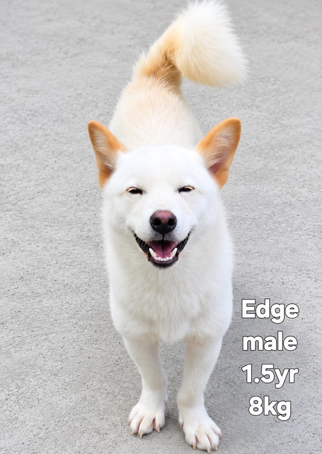 EDGE, Adopted, Young Male Jindo.