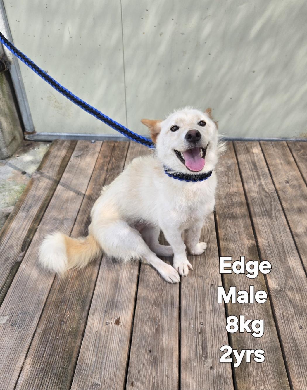 Enlarge EDGE, a Adopted Jindo in Centreville, VA image 2/6