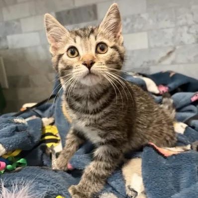 Titania, Adoptable, Kitten Female Tabby & Domestic Short Hair.